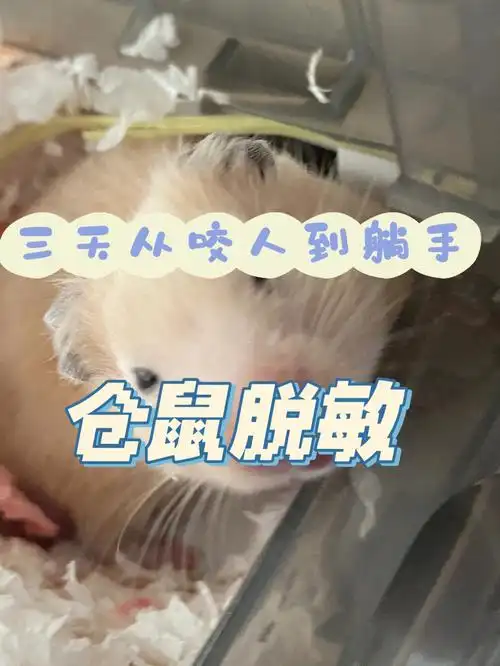 3天从咬人到躺手|金丝熊脱敏总结