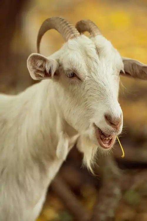 温顺的白山羊图片第1张