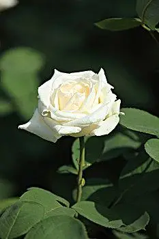 丰花月季图片_丰花月季图片大全_丰花月季电脑壁纸