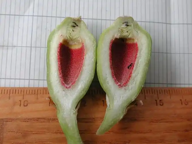 隐头花序(薜荔)