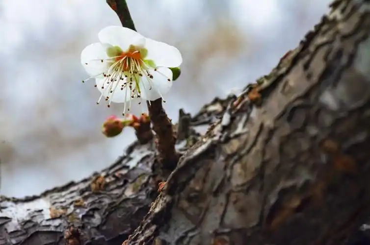 老干新枝,梅花香雪