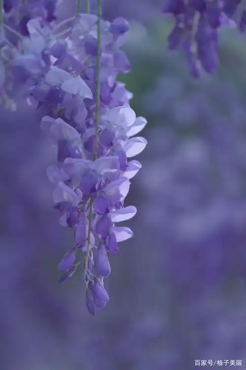 秦皇岛植物园里的紫藤花唯美的色彩