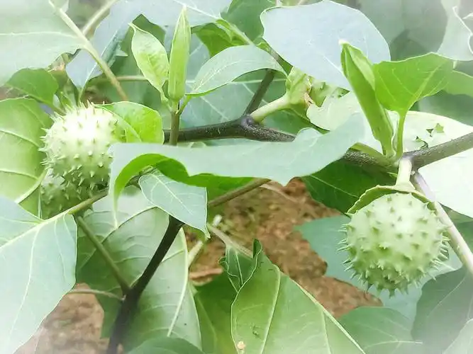 洋金花果,果圆花长