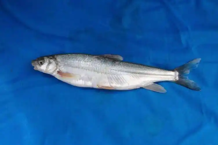 p>骨唇黄河鱼(学名: i>chuanchia labiosa /i>)是鲤科,黄河鱼属鱼类