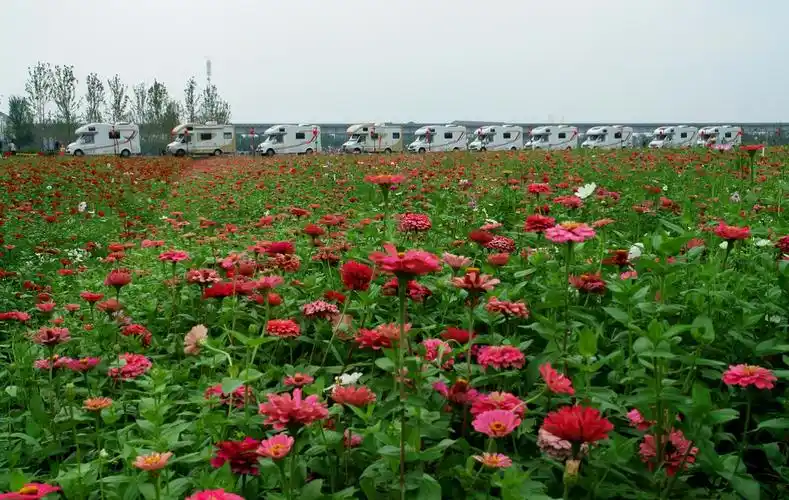 桃源枫林花海游