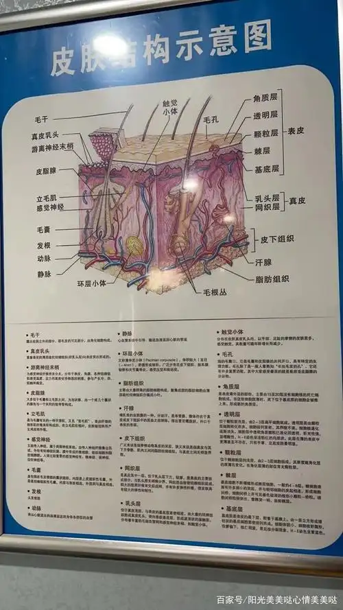 皮肤的生理学结构