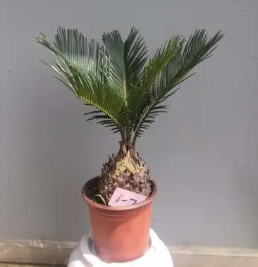 铁树铁树苗小叶苏铁多头铁母子铁盆栽阳台办公室庭院绿植防辐