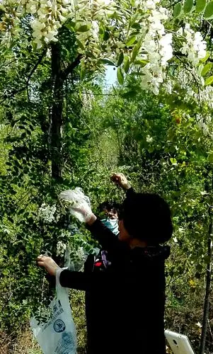 摘槐花忙碌的身影