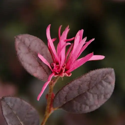 摄影编辑//心灵摄影 红花檵木又名红继木,红梽木,红桎木,红檵花,红梽