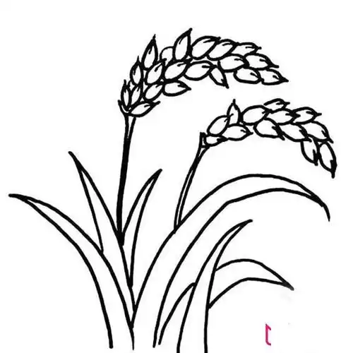 水稻简笔画步骤图片