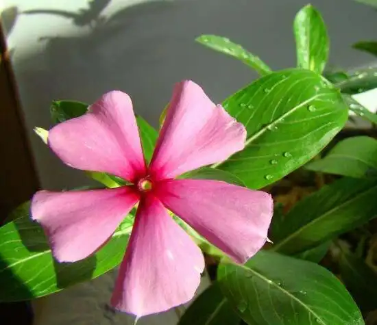 修剪四季梅注意事项有哪些?-养花问答-种花卉