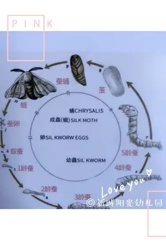 观看蚕宝宝生长过程视频