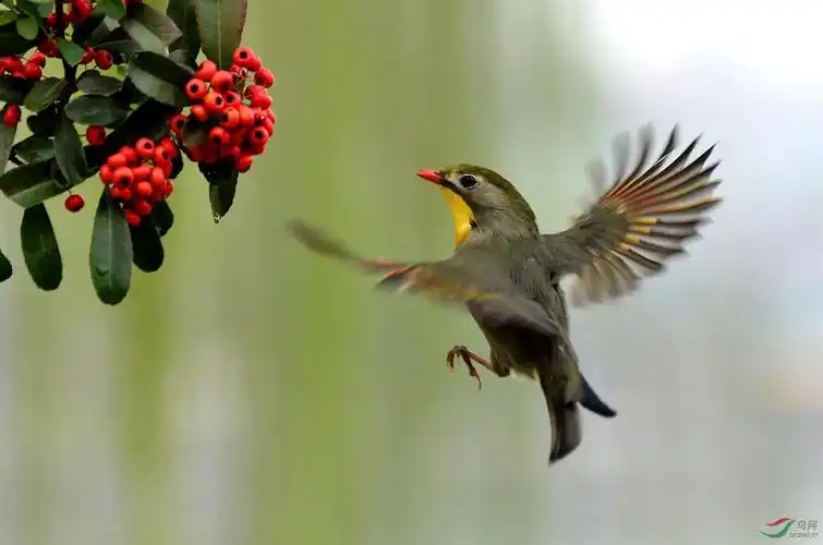 红嘴相思鸟飞版