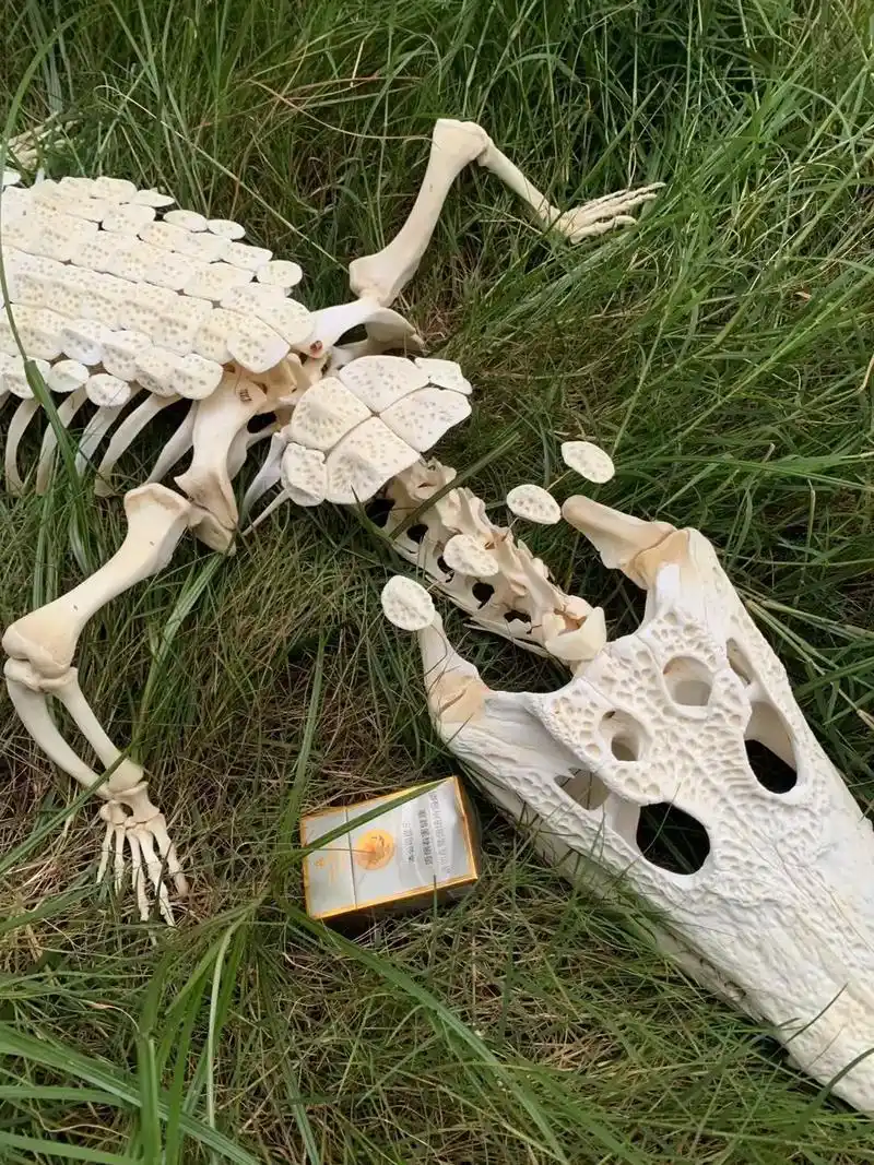 尼罗鳄骨骼外架.#鳄鱼 - 抖音