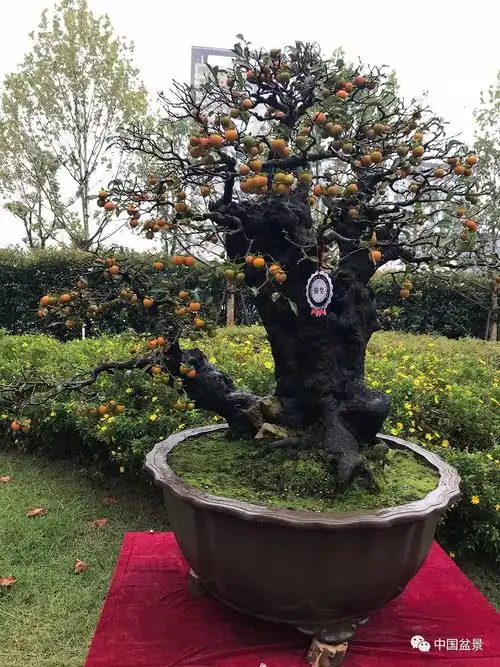 "中国·贵州·遵义第一届交旅投杯金弹子盆景展"隆重开幕