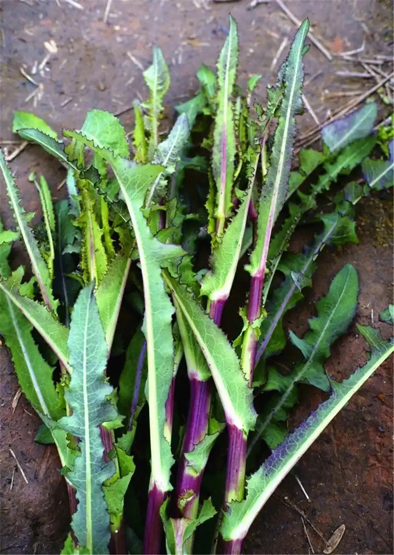 药食兼具多年生草本植物.药名叫败酱草,异名女郎花,鹿肠马草.