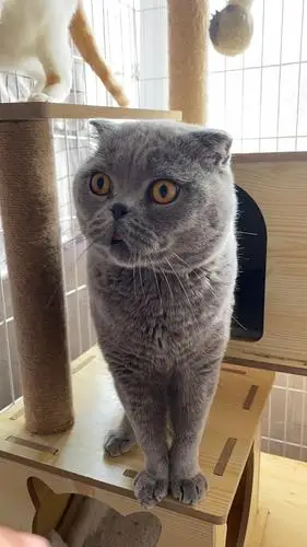 被弃养成年折耳蓝猫免费找领养