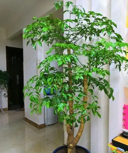 盆栽水养的幸福树多久浇一次水(幸福树水浇多了掉叶子挽救方法)