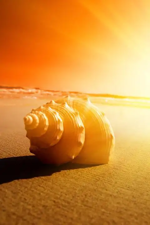 精致小贝壳唯美手机壁纸