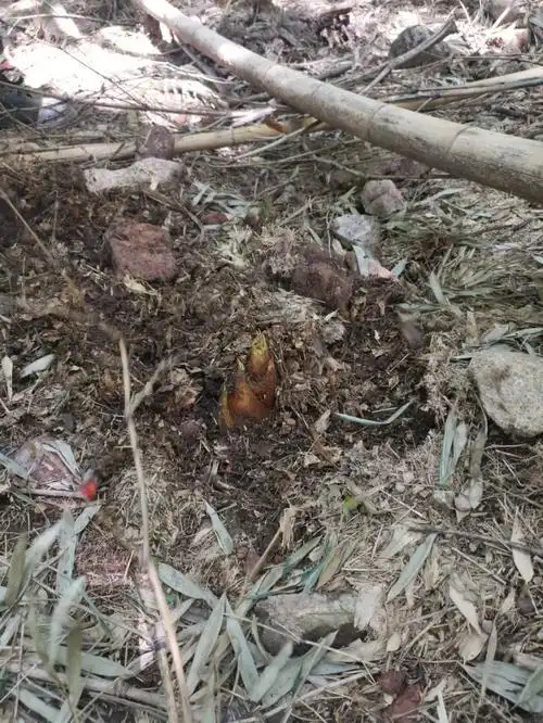 笋干烤肉的笋是这样做的