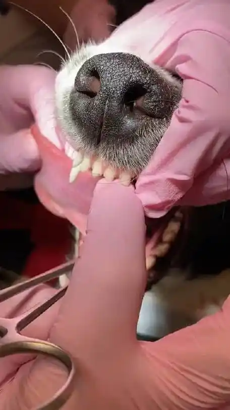 狗嘴里终于吐出来象牙了?