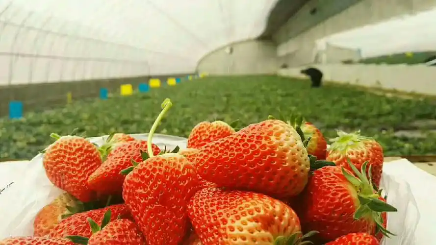 太子岛广和采摘园