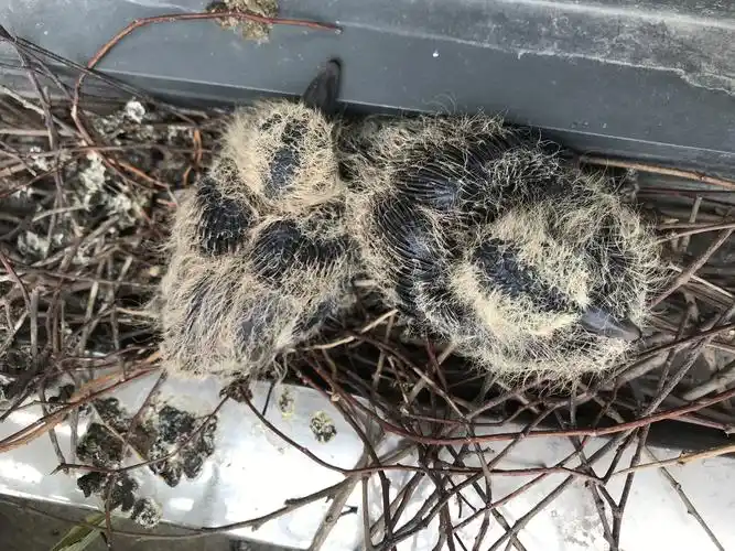 珠颈斑鸠来我家