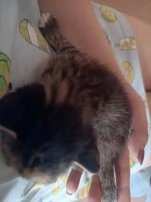 一只可可爱爱的小野猫