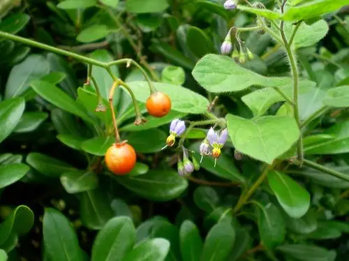 中医 中药大全 清热药 白英  学过一点医学上的皮