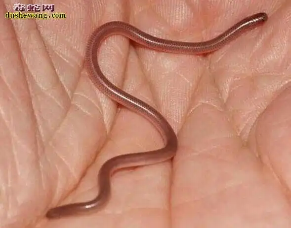 世界上最小的蛇喜穴居生活的最小的蛇盲蛇