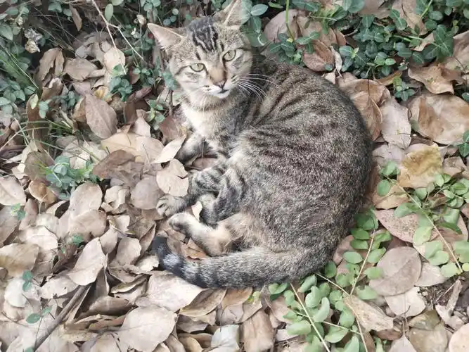 大狸的绝世容颜