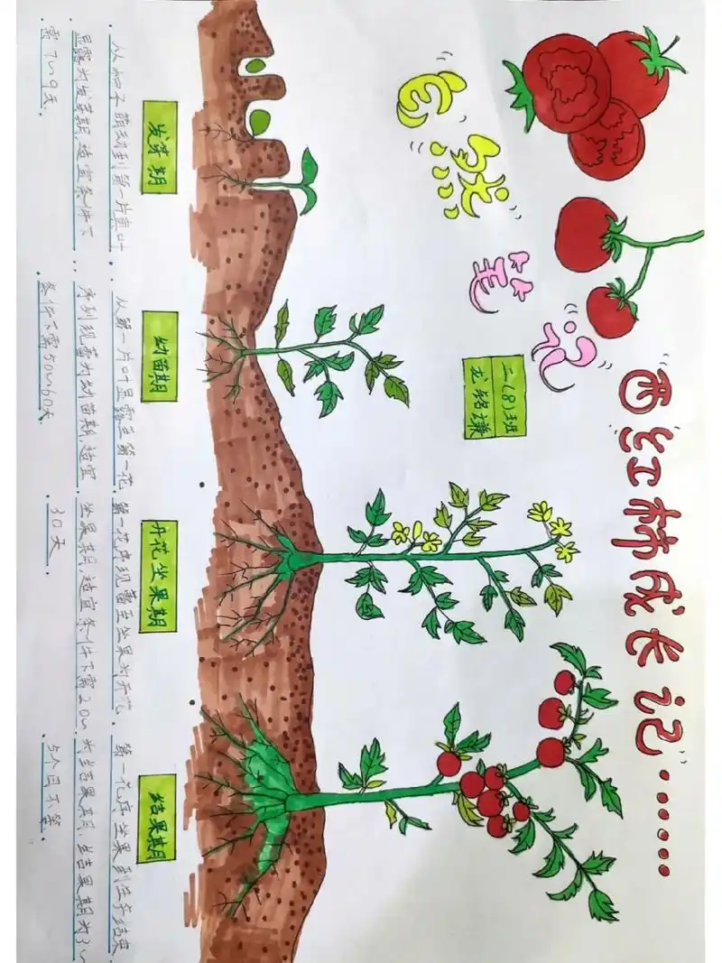 自然笔记 西红柿成长记手抄报