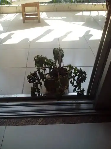 昨天买了一盆凤仙花,今天从七点开始放在阳台晒了四个多小时,花都枯萎