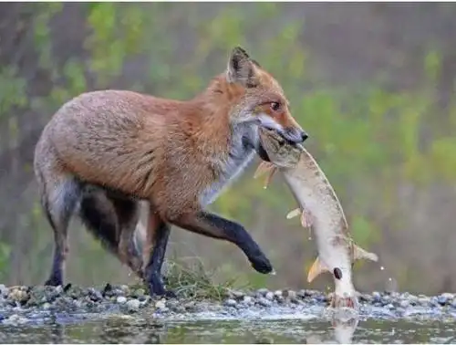 不要小看了狐狸,它的捕猎能力很强