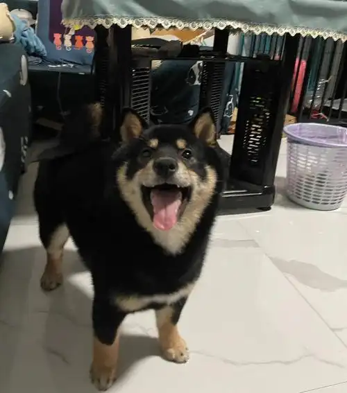 籴:#我有一只可爱的小狗 #黑柴犬 我承认这是我养过最可爱的狗,也是最