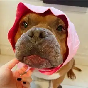 恶霸犬@肥牛头像