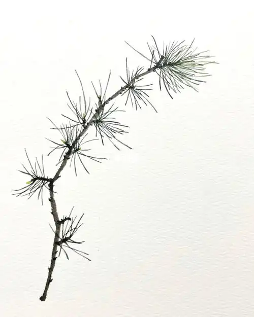 26615松针的排列布局注意疏密,交错,前后关系,有长有短,弧度不一.