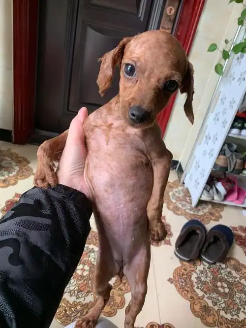 网友把泰迪的毛给剃光了泰迪铲屎的快给我买衣服