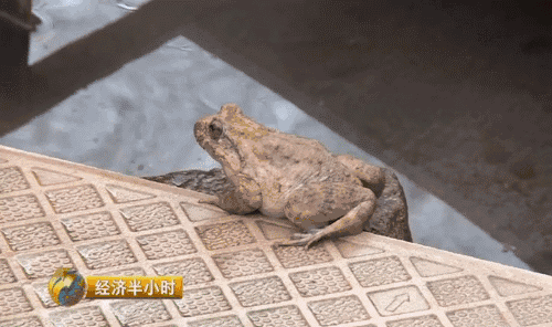 丽水一木材商人养石蛙一年赚200万还上了央视