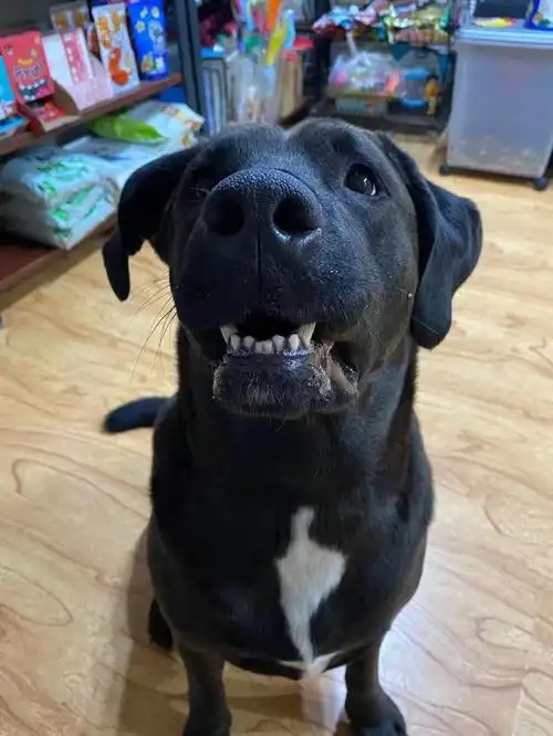 小狮子狗 小狮子狗(小狮子狗是什么品种) 动物