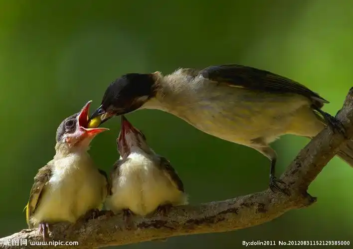 急急急要! 一副鸟妈妈喂鸟宝宝的画画图! 不要儿童画.