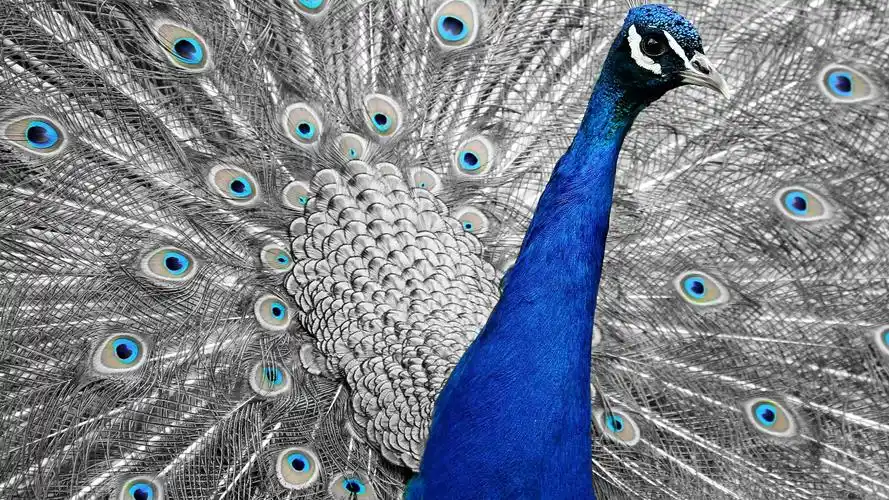 漂亮的孔雀2736x1824分辨率下载,漂亮的孔雀,高清图片 - ipad壁纸