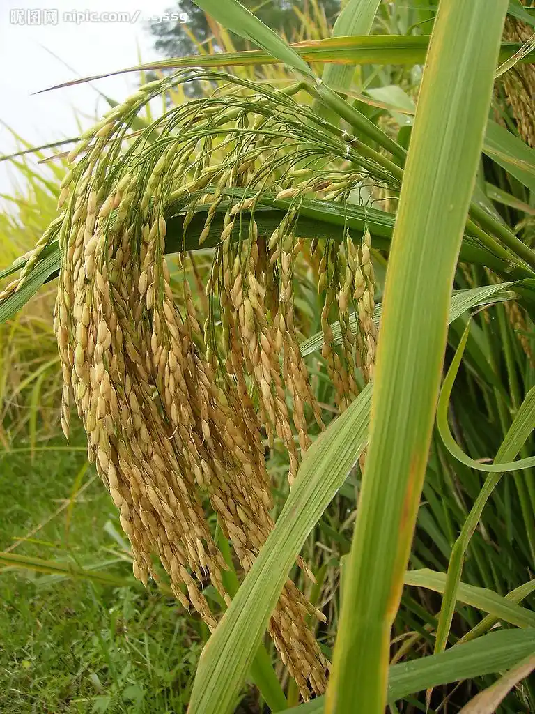 水稻图片