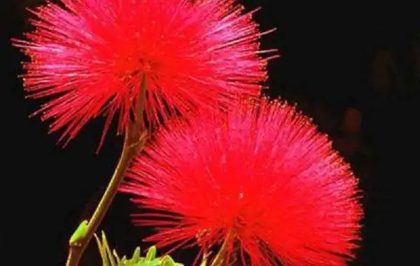 合欢花花语;象征永远恩爱,两两相对,夫妻好合.