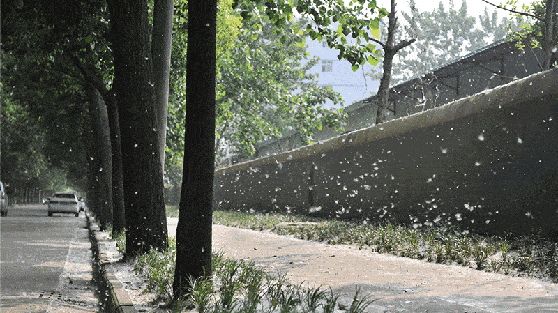 防火防飘防过敏_柳絮_防护_花粉