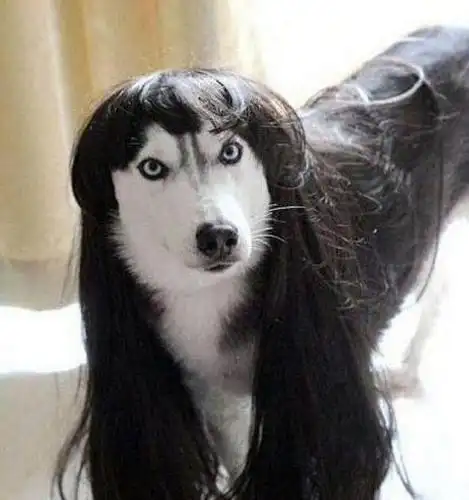 搞笑哈士奇:一个正宗的哈士奇应该是什么样子的