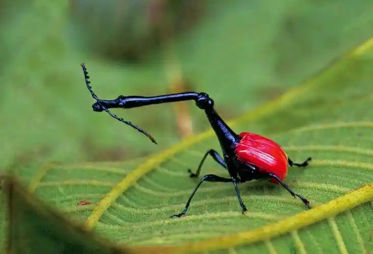 请问这两种昆虫是什么名字?