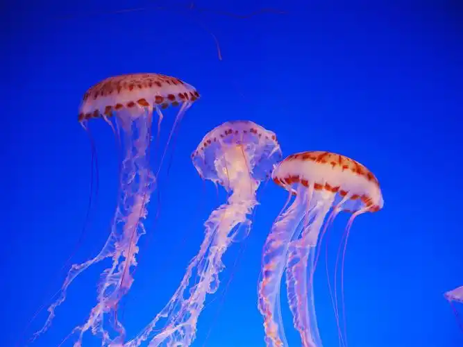 水母,海洋动物,蓝色的水 壁纸