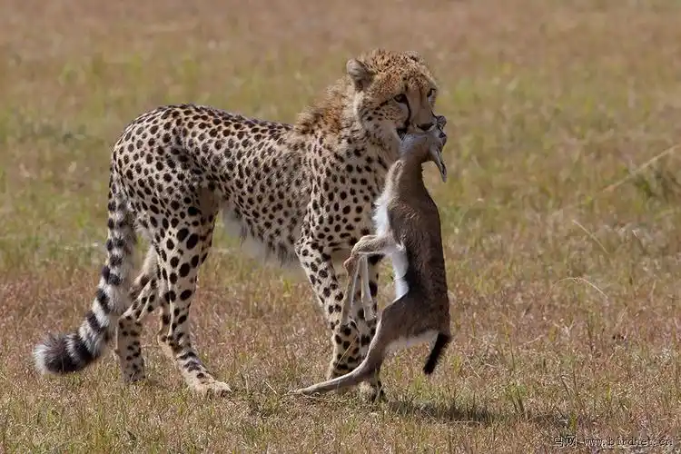 行摄肯尼亚(之)猎豹捕食