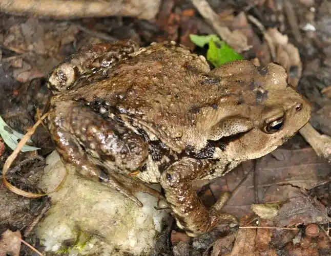 四川唐家河保护区:中华蟾蜍 - 中国自然保护区生物标本资源共享平台
